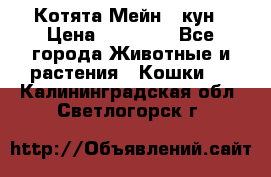 Котята Мейн - кун › Цена ­ 19 000 - Все города Животные и растения » Кошки   . Калининградская обл.,Светлогорск г.